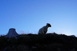 Scottish Blackface in Highlands